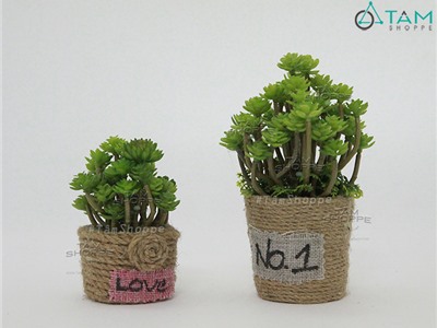 Chậu sen đá để bàn số 45