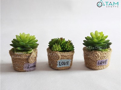 Chậu sen đá để bàn Số 37