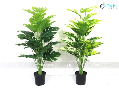 Chậu cây lá rùa Monstera 24 lá cao 100cm F-CGNT-18