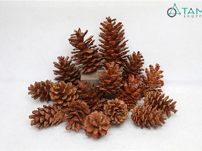 Set 05 quả thông dầu trang trí cỡ lớn hàng đẹp