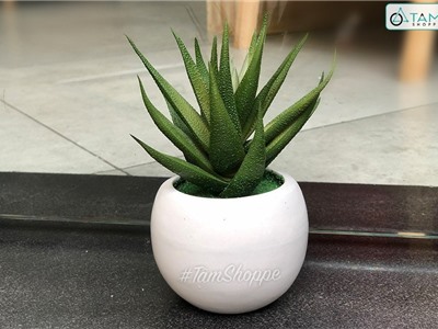 Chậu nha đam giả để bàn