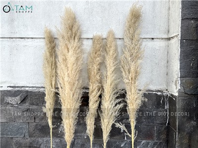 Bó 5 cành bông cỏ lau xù khô tự nhiên [Bông to - Dài 120-130cm] HOAKHO-03