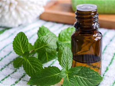 Những công dụng tuyệt vời của tinh dầu bạc hà khiến bạn bất ngờ