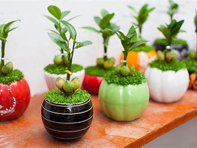 9 loại cây cảnh mini để bàn vừa xinh vừa rước tài lộc đến với chủ nhân