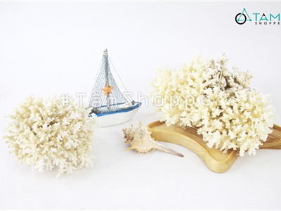 San hô trắng trang trí phong cách biển SH-01