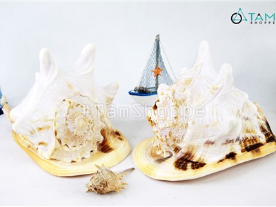 Vỏ ốc kim khôi vàng trang trí phong cách biển HOS-27