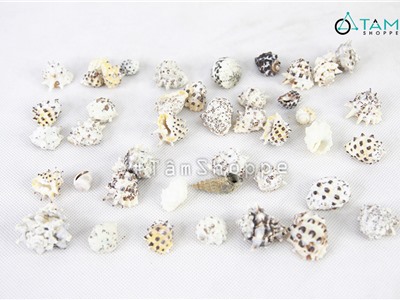 Vỏ ốc đá gai trang trí phong cách biển hủ 170-180g HOS-19