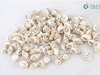 Vỏ ốc hương trang trí phong cách biển hủ 150-160g ( 50-60 con) HOS-05