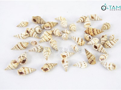 Vỏ ốc len trang trí phong cách biển hủ 100-120g HOS-23