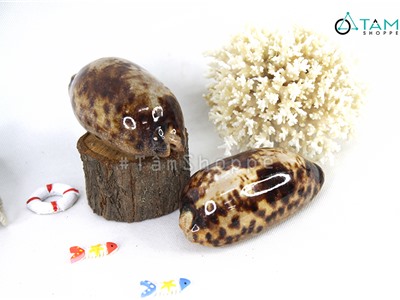 Vỏ ốc heo xia trang trí phong cách biển HOS-28