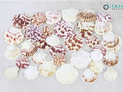 Vỏ sò điệp bông trang trí phong cách biển hủ 160-180gr (35-40 vỏ) HOS-09