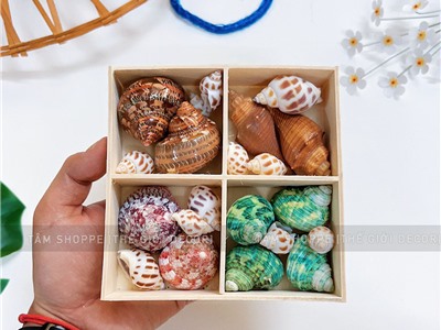 Set vỏ ốc biển hộp gỗ 4 ngăn ốc đỏ [Hàng đẹp - 5 kiểu] VOSOOC-SET04
