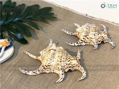 Vỏ ốc bàn tay Lambis 2 kích cỡ VOOC-LAMBIS-01