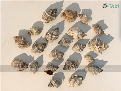 Vỏ ốc gai đá 2-4cm hủ 90-100gr VOOC-GAI-01