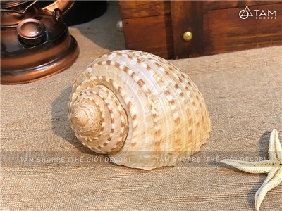 Vỏ ốc giấy đốm nâu 8-12cm VOOC-GIAY-01