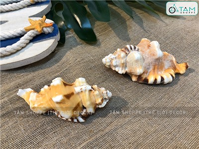 Vỏ ốc mỏ két vàng 9-12cm VOOC-MOKET-01