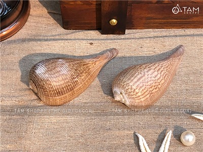 Vỏ ốc muỗng 8-12cm VOOC-MUONG-01