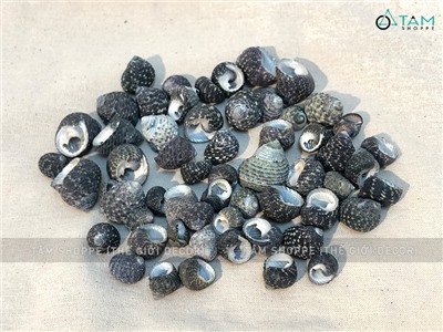  Vỏ ốc nấm đen 1-3cm Hủ 90-100gr VOOC-NAM-01