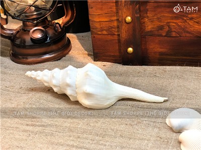 Vỏ ốc tháp trắng 17-20cm VOOC-THAP-01