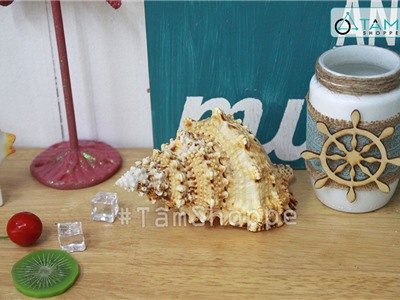 Vỏ ốc tù và trang trí phong cách biển HOS-24