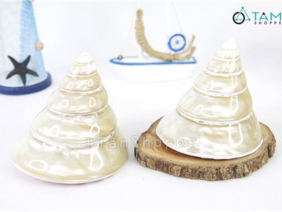 Vỏ ốc đụn xà cừ trang trí phong cách biển HOS-25