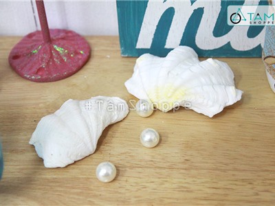 Vỏ sò tai tượng trắng trang trí phong cách biển set 2 vỏ lớn hoặc 4 vỏ nhỏ HOS-30