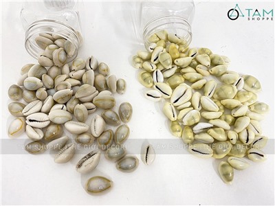 Vỏ ốc nga trắng nhỏ trang trí phong cách biển hủ 150-160g (70-80 con) HOS-20