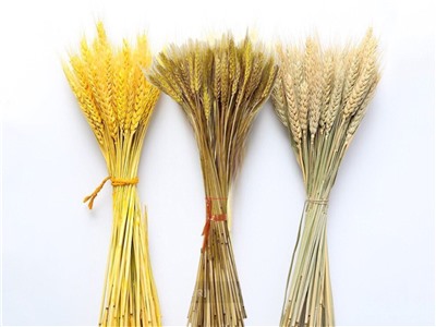 Bó lúa mạch khô trang trí 110gr (80-100 cành) HOAKHO-02