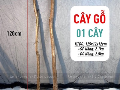 Cây gỗ tự nhiên thân tròn lột vỏ dài 120cm ĐK3-4.5cm CAYCUI-02