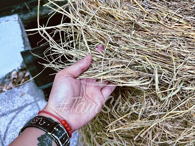 Cuộn rơm khô trang trí loại đẹp nhiều cỡ PK-ROM-01