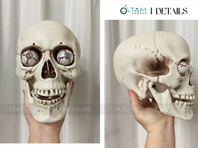 Mô hình đầu lâu hộp sọ trang trí nhiều cỡ DAULAU-01
