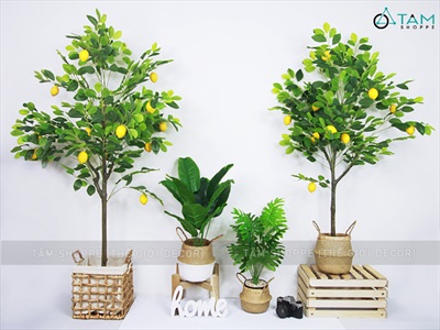 Chậu cây chanh vàng Mỹ giả cao 70-180cm CHAUCAYGIA-16