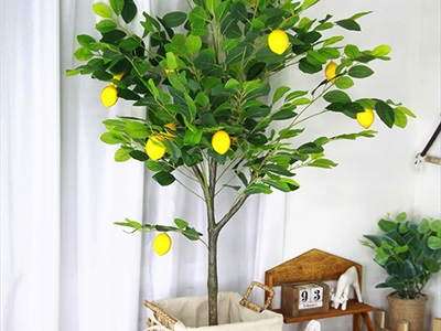 Chậu cây chanh vàng Mỹ giả cao 70-180cm CHAUCAYGIA-16