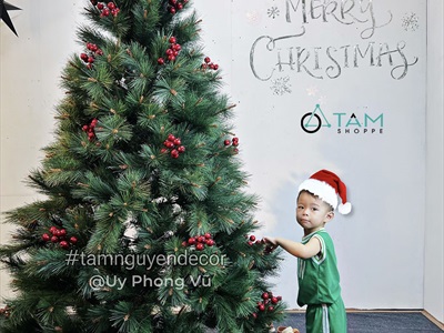 Cây thông Noel xanh cước đầu vàng trái đỏ [Nhiều cỡ từ 1.5-2.4m] X-TREE-LP-YHN-R