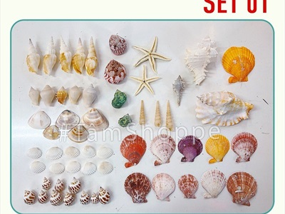 Hủ nhựa nhiều kiểu vỏ sò ốc biển trang trí [Hủ 500-550gr/ Đủ loại] VOSOOC-SET08