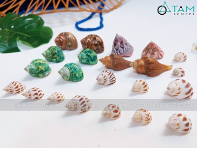 Set vỏ ốc biển hộp gỗ 4 ngăn ốc đỏ [Hàng đẹp - 5 kiểu] VOSOOC-SET04