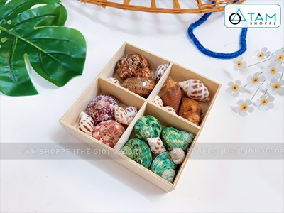 Set vỏ ốc biển hộp gỗ 4 ngăn ốc đỏ [Hàng đẹp - 5 kiểu] VOSOOC-SET04