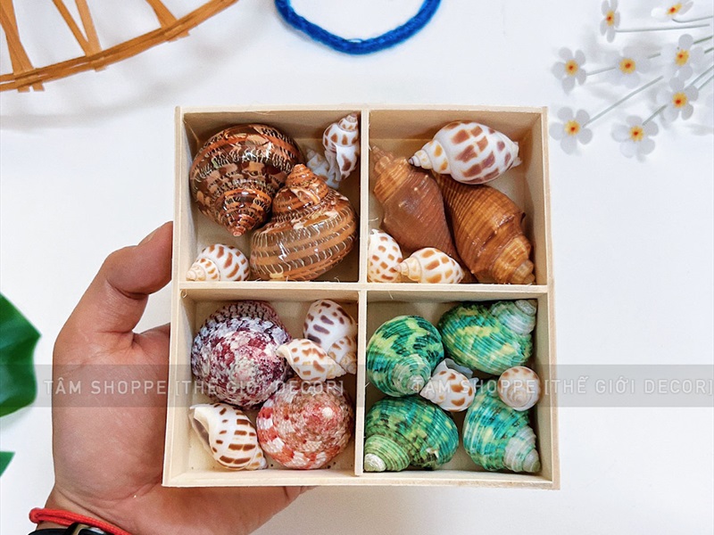 Set vỏ ốc biển hộp gỗ 4 ngăn ốc đỏ [Hàng đẹp - 5 kiểu] VOSOOC-SET04