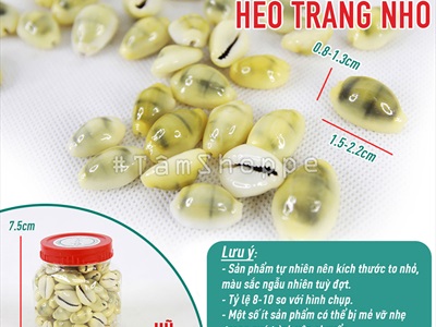 Vỏ ốc nga ốc heo nhiều cỡ [ Mini - Cỡ đại/ Đủ loại] VOOC-12