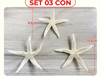 Set 03-05 sao biển Astro đủ màu SAOBIEN-01