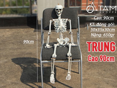 Mô hình bộ xương người như thật nhiều cỡ XUONGNGUOI-02
