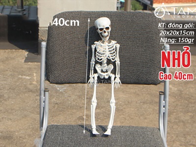 Mô hình bộ xương người như thật nhiều cỡ XUONGNGUOI-02